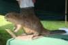 dsc08953_small.jpg
